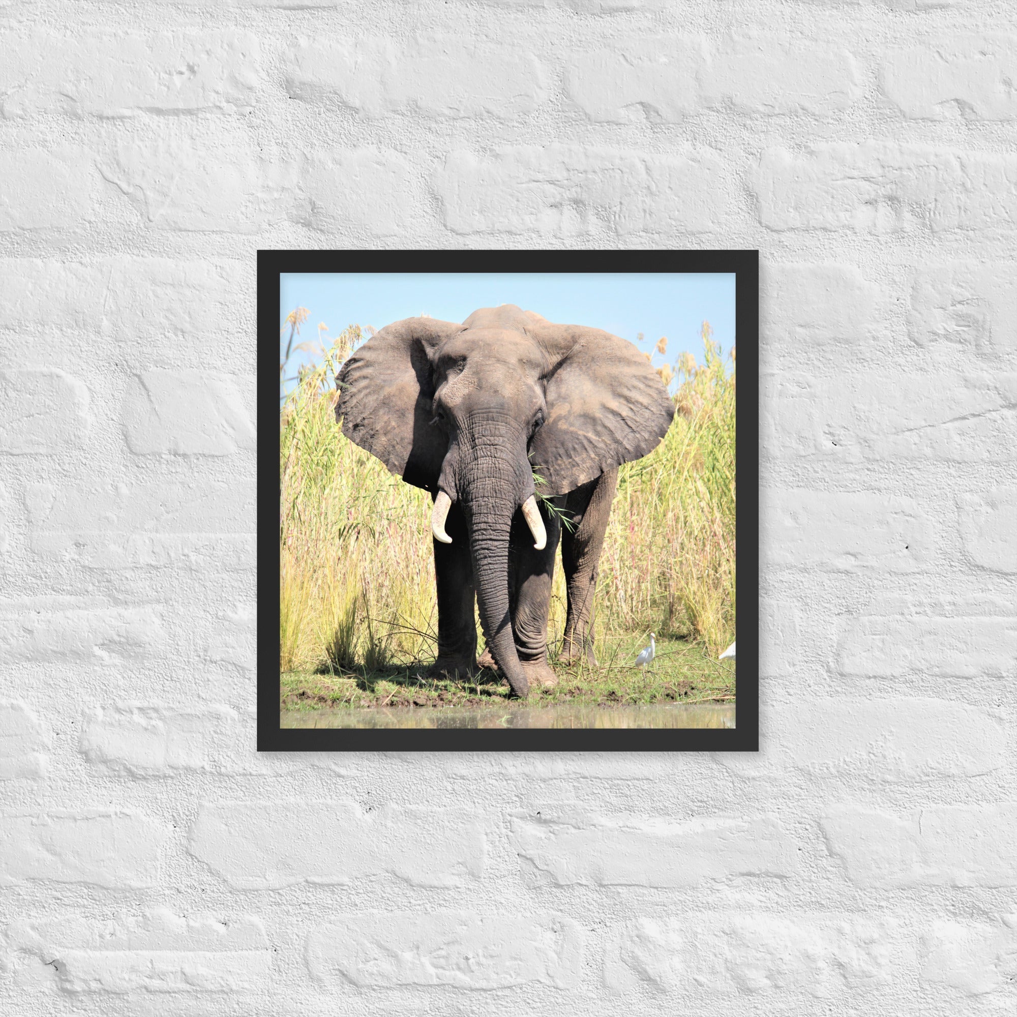 Wild Africa